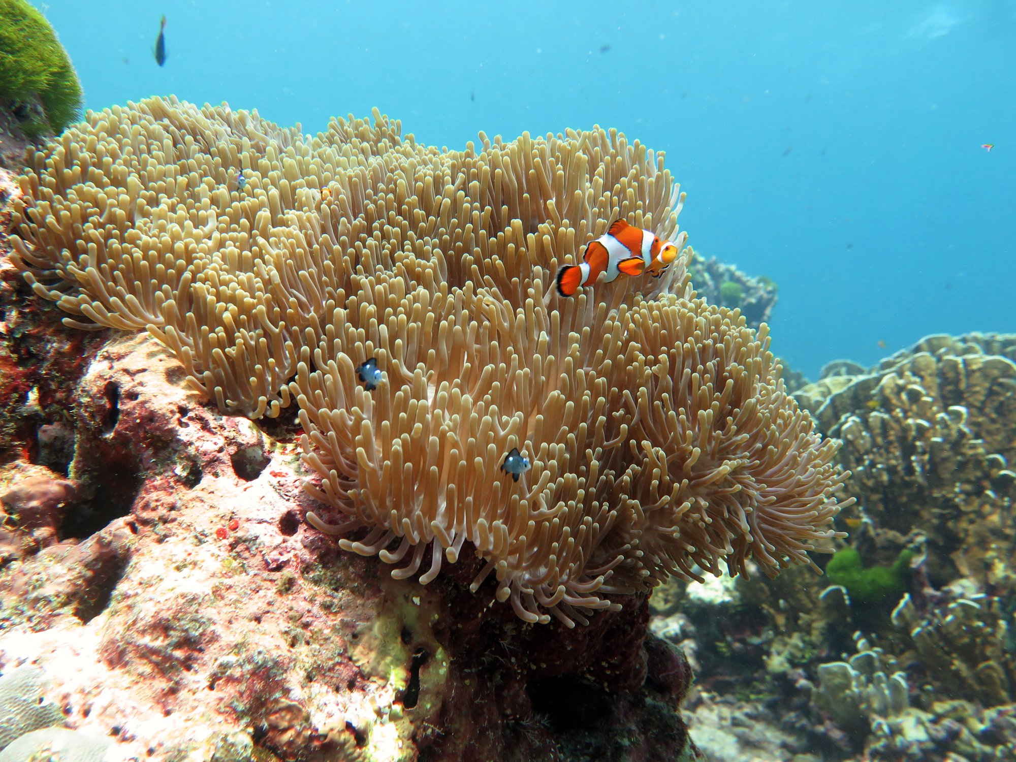 Anemonefish and coral underwater at Similan Island