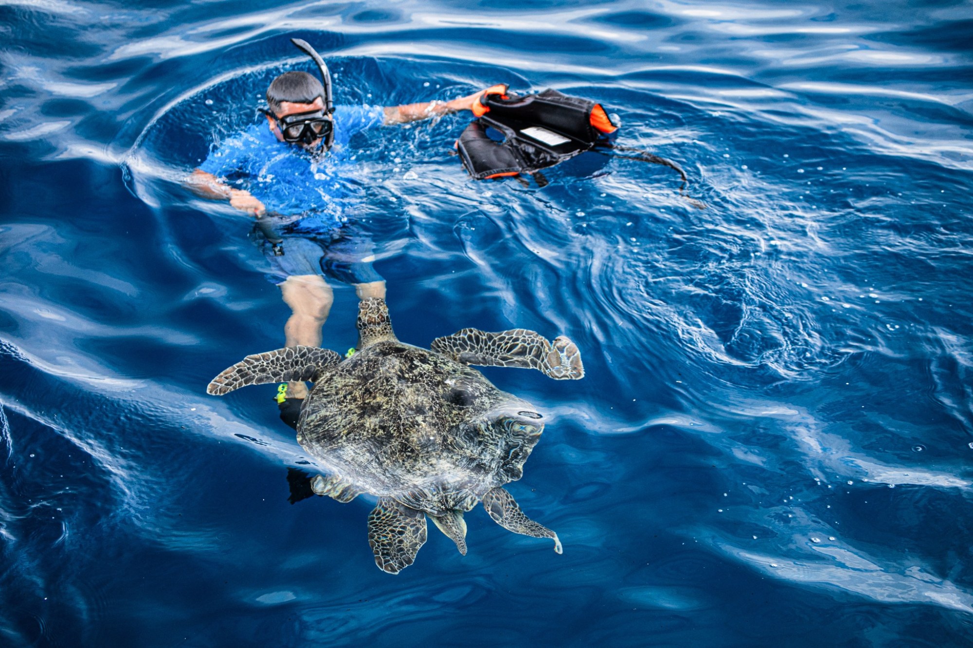 Snorkeling near a sea turtle in the Similan Islands