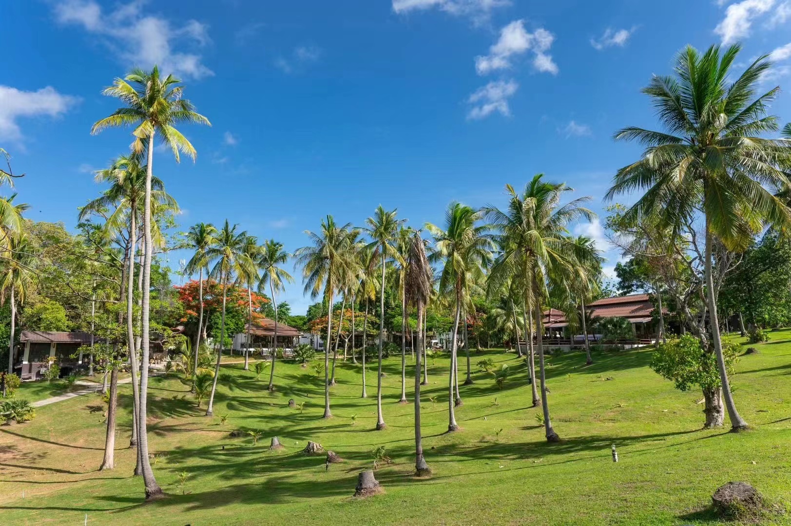 Palm trees and tropical gardens at Ban Raya Resort on Racha Island